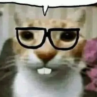 🤓 kot, okulary, śmieszne, zwierzę, mem telegram sticker