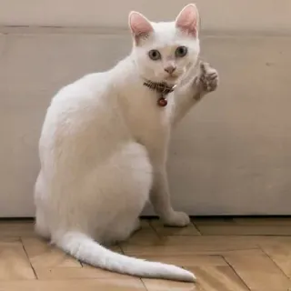 👍 chat, animal, chat blanc, animal de compagnie, animal domestique, félin telegram sticker