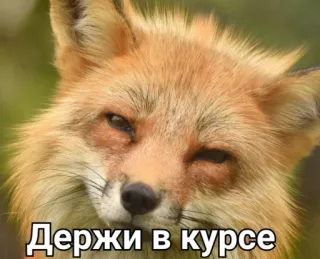 😒 Держи в курсе raposa, animal, meme, engraçado, esperto, expressão telegram sticker