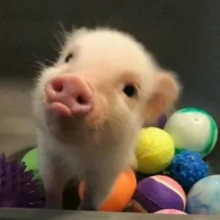🐷 świnia, prosię, słodki, zwierzę, zwierzę hodowlane, zwierzę domowe, zwierzę domowe, mini świnka telegram sticker