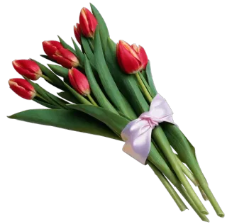 🌷 Tulpen, Blumen, Strauß, rot, Frühling, Natur, Blumenmuster whatsapp sticker