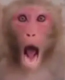 😲 aap, dier, mensaap, geschokt, schreeuw, uitdrukking, grappig whatsapp sticker