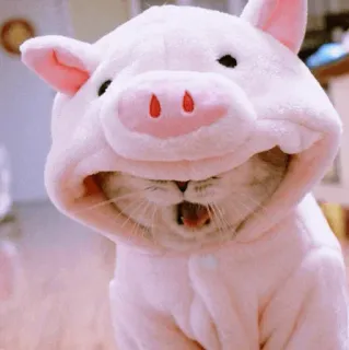😚 mèo, heo, động vật, dễ thương, thú cưng, trang phục, hài hước telegram sticker
