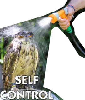 🐧 SELF CONTROL сова, шланг, вода, животное, птица, самоконтроль telegram sticker
