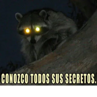 😏 CONOZCO TODOS SUS SECRETOS. rakun, rahasia, mata, hewan, meme, gelap, malam whatsapp sticker