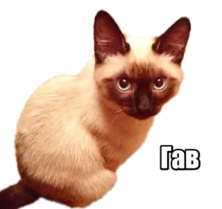 🐶 Гав cat, siamese, animal, pet, cute telegram sticker