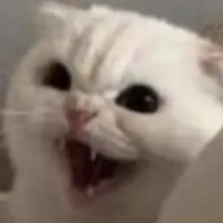 😨 Katze, wütend, fauchen, weiße Katze, Meme, Tier telegram sticker