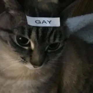 😒 GAY 고양이, 텍스트, LGBTQ, 동물 telegram sticker