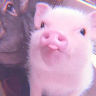 🐽 pig, cute, animal, pink, tongue telegram sticker