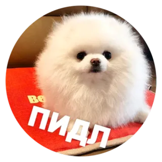 😠 ПИДЛ 犬, かわいい, 子犬, 白, ふわふわ telegram sticker