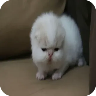 🐱 Katze, Kätzchen, weiß, Perserkatze, Tier, süß, Haustier telegram sticker