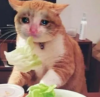 🎥 cat, sad, crying, meme, lettuce telegram sticker