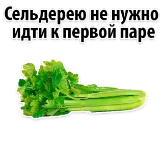 😱 Сельдерею не нужно идти к первой паре aipo, comida, vegetal, engraçado, adesivo telegram sticker