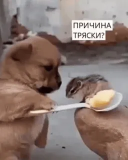 😬 ПРИЧИНА ТРЯСКИ? 小狗, 花栗鼠, 食物, 勺子, 可爱, 动物 telegram sticker