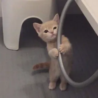 🧸 猫, 子猫, かわいい, 動物, ペット whatsapp sticker