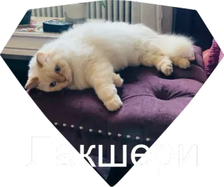 👌 Лакшери кот, люкс, животное, мебель whatsapp sticker
