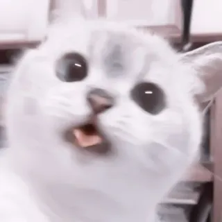 🥠 Katze, Kätzchen, weiße Katze, Tier, süß, Haustier telegram sticker