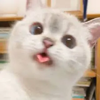 😜 kat, dier, huisdier, kitten, schattig, tong telegram sticker