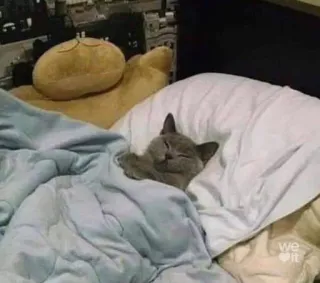 😸 kat, slapen, bed, kussen, deken, schattig, dier telegram sticker