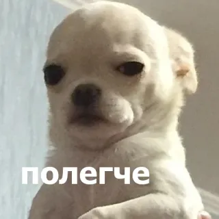 🤚 полегче หมา, ชิวาวา, มีม, รัสเซีย, สัตว์, ตลก telegram sticker