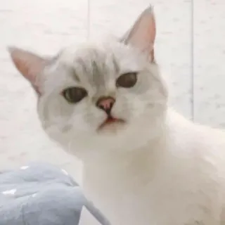 😒 gatto, animale domestico, animale, carino, felino, gatto bianco, animale da compagnia whatsapp sticker