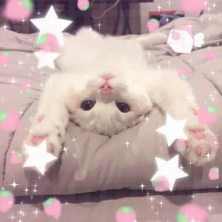 💖 chat, chat blanc, mignon, animal, étoiles, animal domestique whatsapp sticker