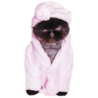 😒 cat, animal, pet, bathrobe, spa, cute, funny telegram sticker