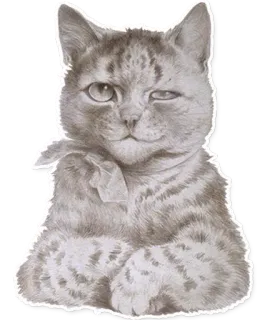 😏 cat, animal, pet, feline, domestic animal telegram sticker