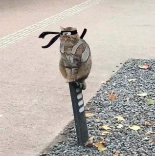 🎃 Naruto gato, Naruto, anime, engraçado, cosplay, ninja whatsapp sticker
