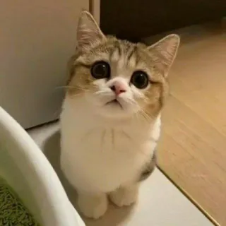 🐈 고양이, 새끼 고양이, 귀여운, 동물, 애완 동물, 사랑스러운 telegram sticker