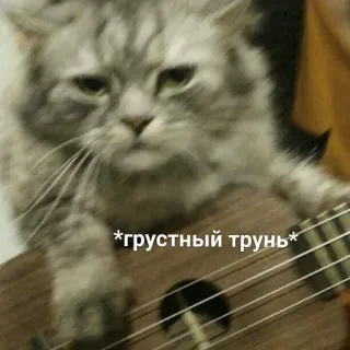 🎸 *грустный трунь* kot, smutny, ukulele, zwierzę, muzyka whatsapp sticker