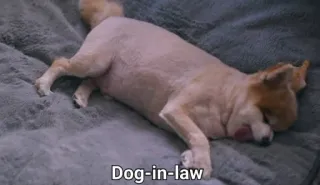 🐶 Dog-in-law 犬, ペット, 動物, ユーモア, 面白い, 犬の義父 telegram sticker