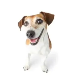 🐶 perro, Jack Russell Terrier, mascota, animal, animal doméstico, feliz, amigable telegram sticker