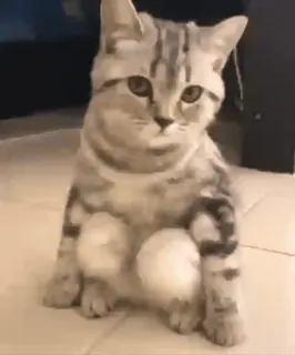 😐 gato, animal, mascota, lindo, doméstico whatsapp sticker