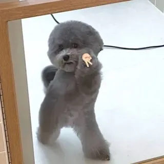 ☺️ chien, miroir, doigt d'honneur, geste obscène, caniche toy, gris, insultant, drôle telegram sticker