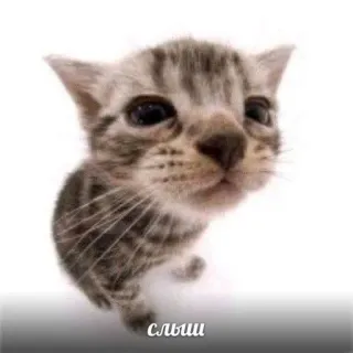 💗 слыши kätzchen, katze, süß, tier, haustier telegram sticker