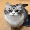 🐱