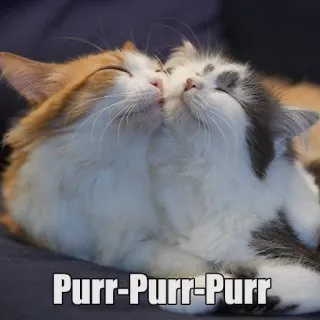 ❤ Purr-Purr-Purr gatos, gatitos, lindos, animales, mascotas, animales domésticos telegram sticker