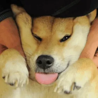 🐕 perro, shiba inu, animal, mascota, lindo, gracioso, lengua, feliz whatsapp sticker