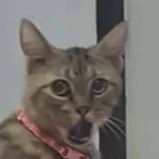 😲 cat, shocked, pet, animal, mammal telegram sticker