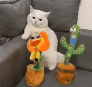 😹 cat, cactus, toy, plant, funny, pet telegram sticker