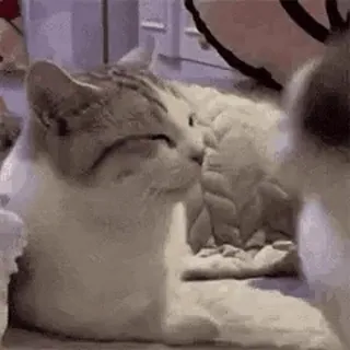 🐱 猫, 小猫, 动物, 宠物, 可爱, 家养, 哺乳动物 whatsapp sticker