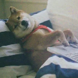 🤓 chien, shiba inu, drôle, mème, animal, animal de compagnie telegram sticker