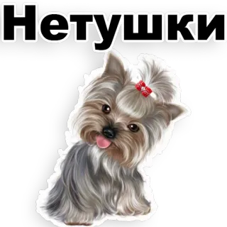😡 Нетушки 개, 귀여운, 요크셔테리어, 애완동물, 동물 telegram sticker