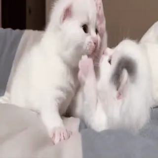 😄 kittens, cats, cute, animals, pets, white whatsapp sticker