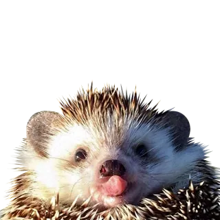 😄 erizo, animal, lindo, lengua, mamífero telegram sticker