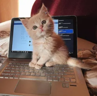 ♥️ gattino, gatto, laptop, computer, carino, animale domestico, animale telegram sticker