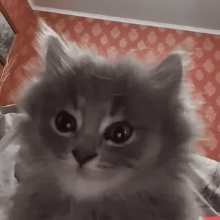 😐 猫, 子猫, かわいい, 動物, ペット, ふわふわ telegram sticker
