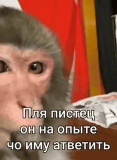 🧐 Пля пистец он на опыте
чо иму атветить monyet, menyinggung, gaul, lucu, meme whatsapp sticker