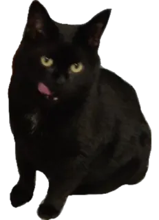👅 kucing, kucing hitam, hewan peliharaan, hewan, kucing whatsapp sticker